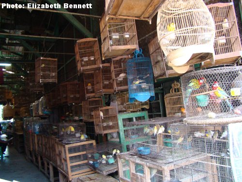 Pramuka bird market at Jakarta